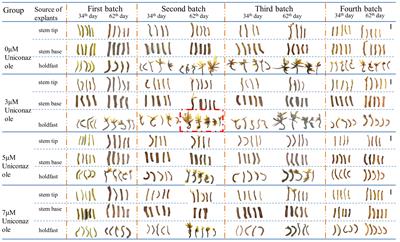 Asexual proliferative seedling technology for Sargassum fusiforme constructed using tissue culture method